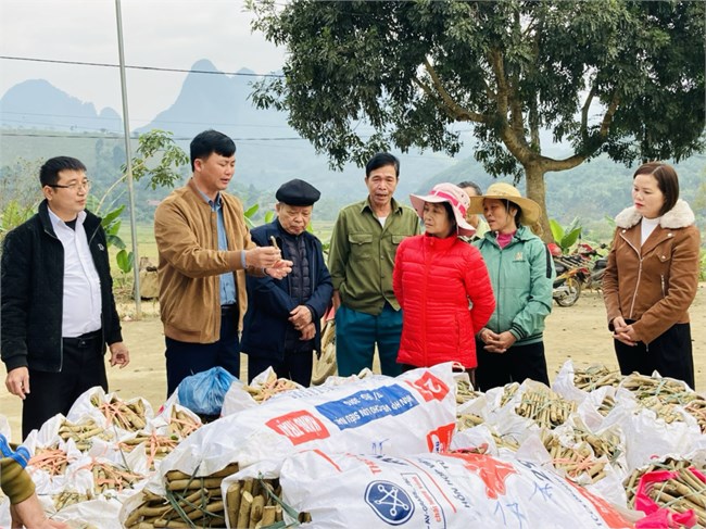 Trồng dâu nuôi tằm: Nghề truyền thống mang lại thu nhập cao tại Bảo Yên (24/12/2024)